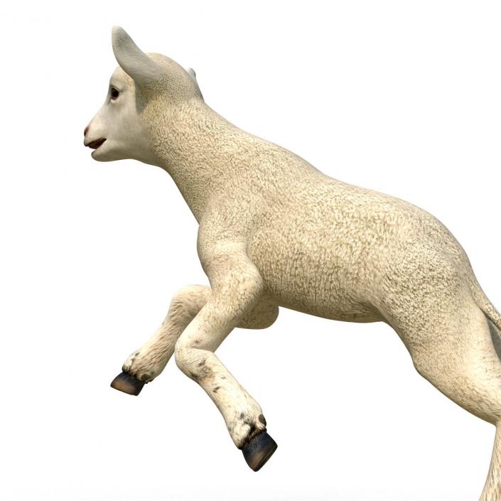 3D Lamb Pose 3