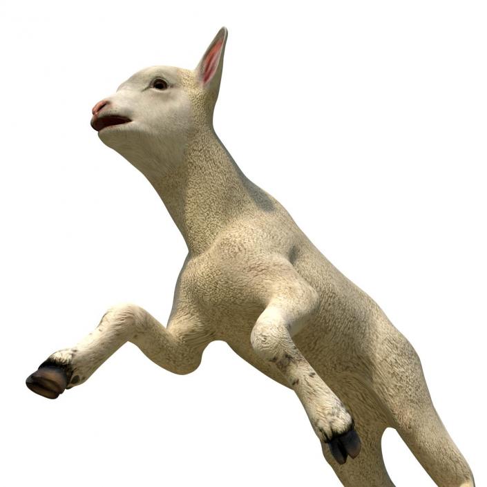 3D Lamb Pose 3