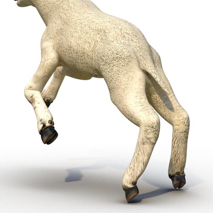 3D Lamb Pose 3