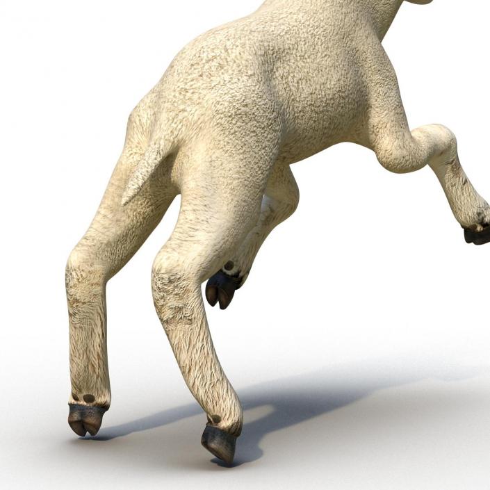 3D Lamb Pose 3