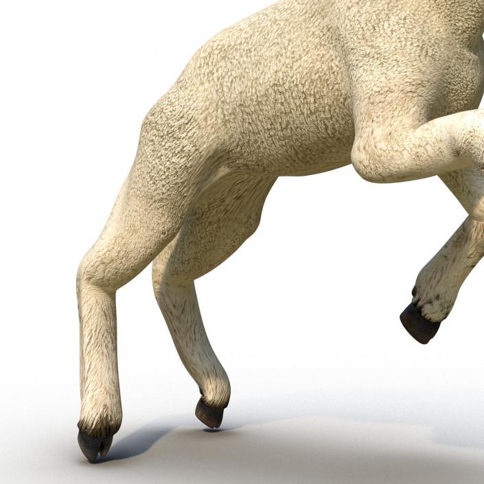 3D Lamb Pose 3