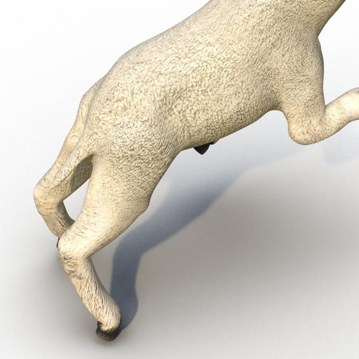 3D Lamb Pose 3