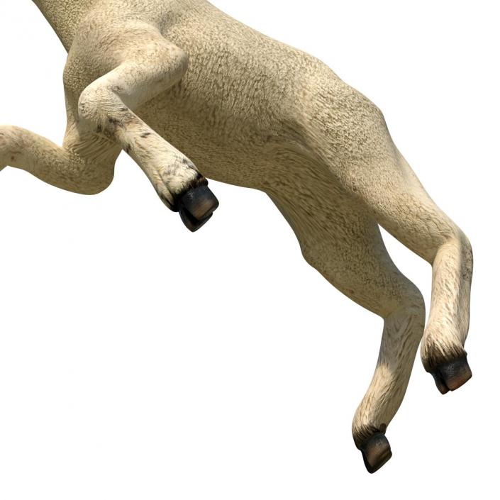 3D Lamb Pose 3