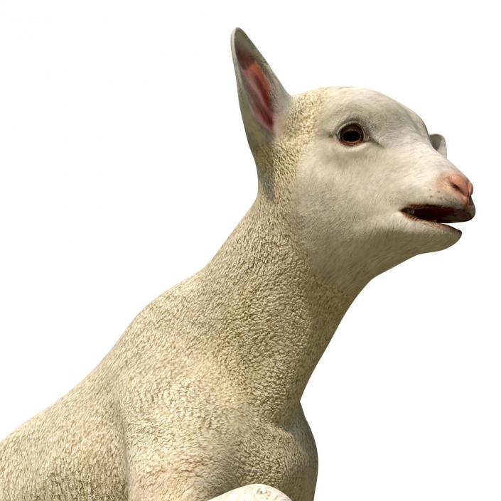 3D Lamb Pose 3