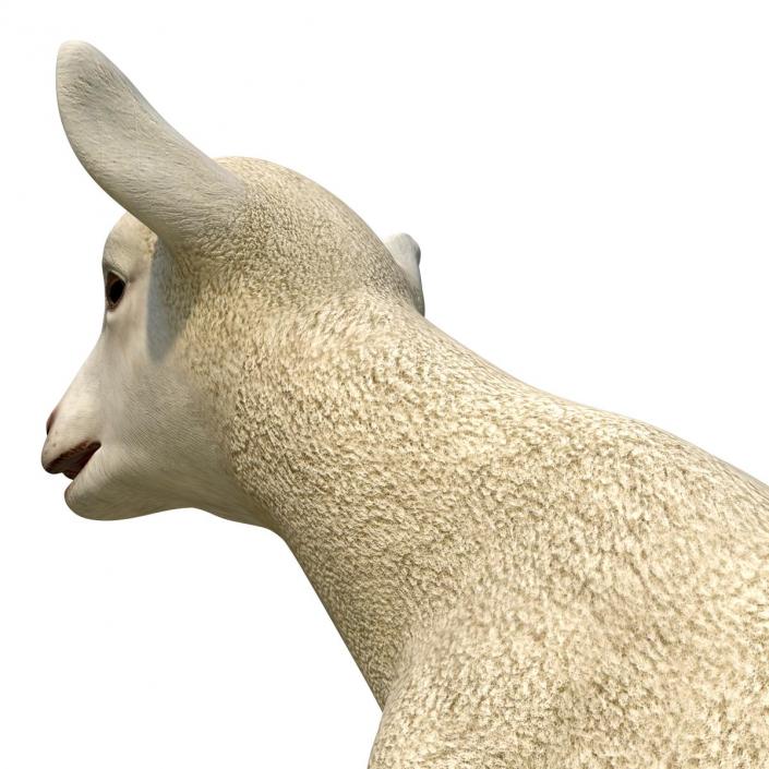 3D Lamb Pose 3