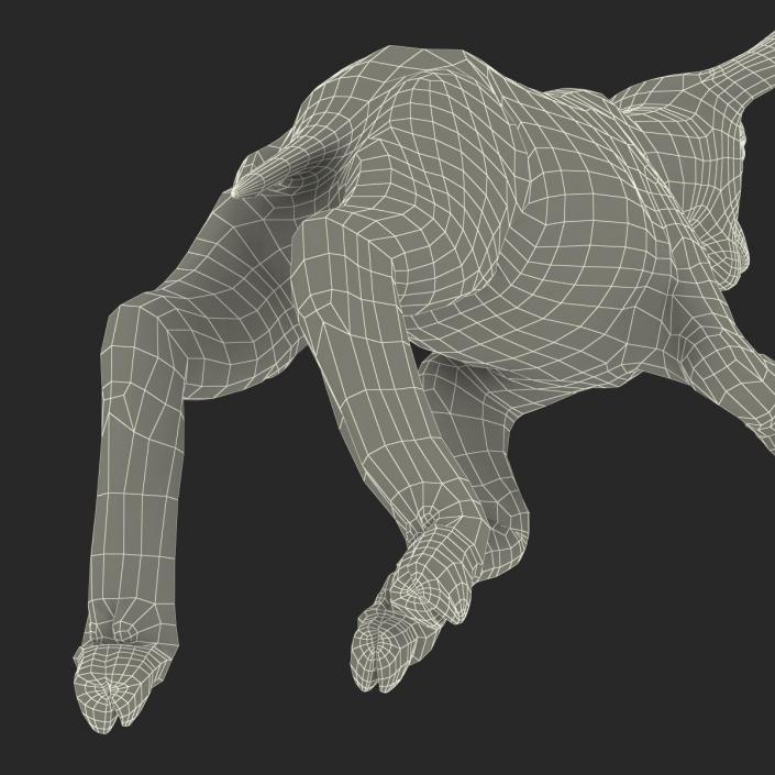 3D Lamb Pose 3