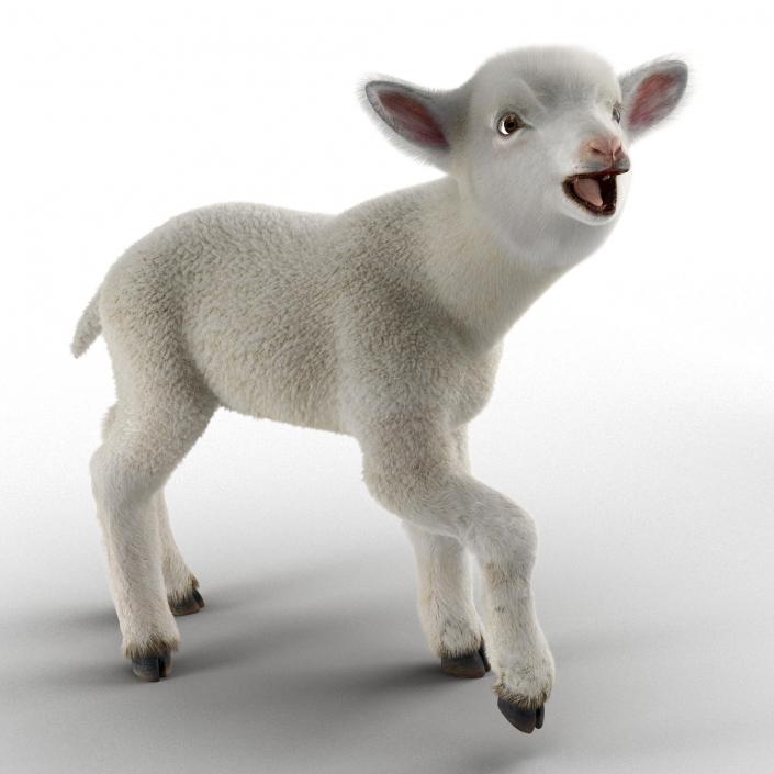 3D model Lamb Rigged with Fur