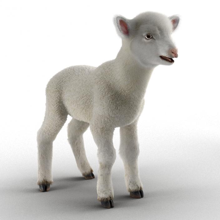 3D model Lamb Rigged with Fur