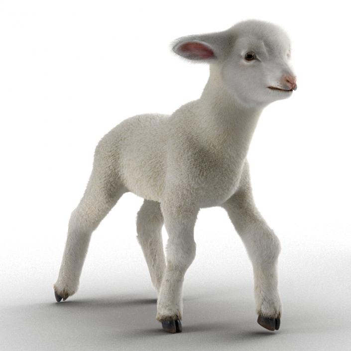 3D model Lamb Rigged with Fur