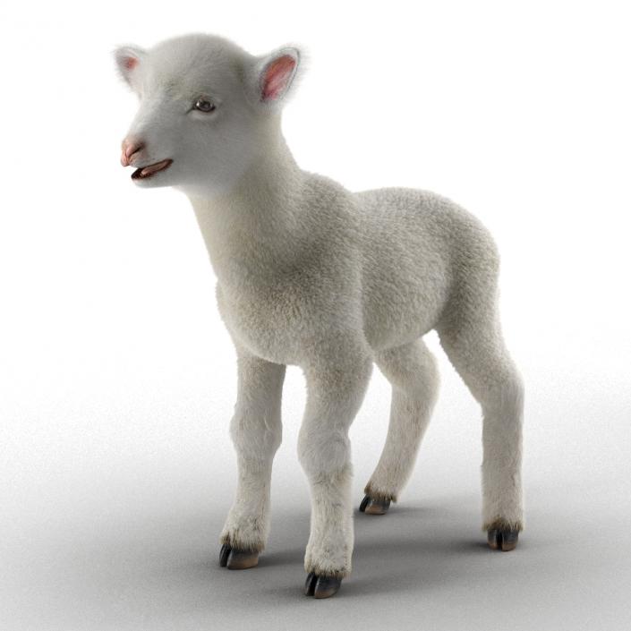 3D model Lamb Rigged with Fur