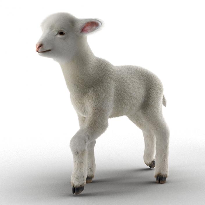 3D model Lamb Rigged with Fur