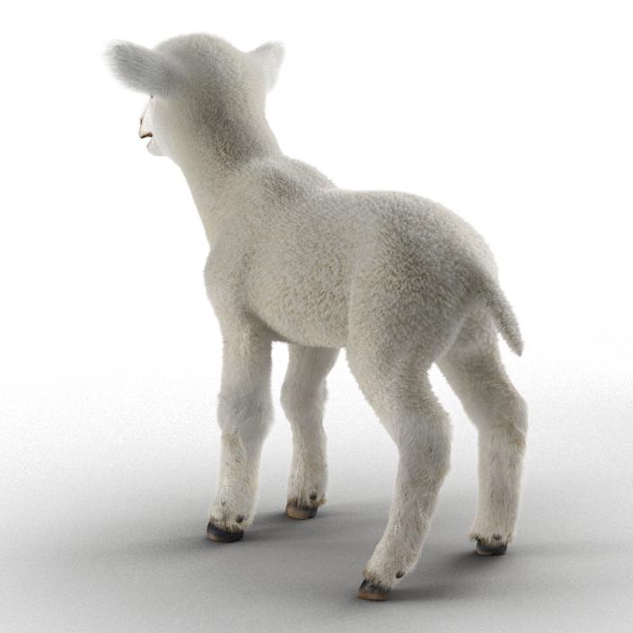 3D model Lamb Rigged with Fur