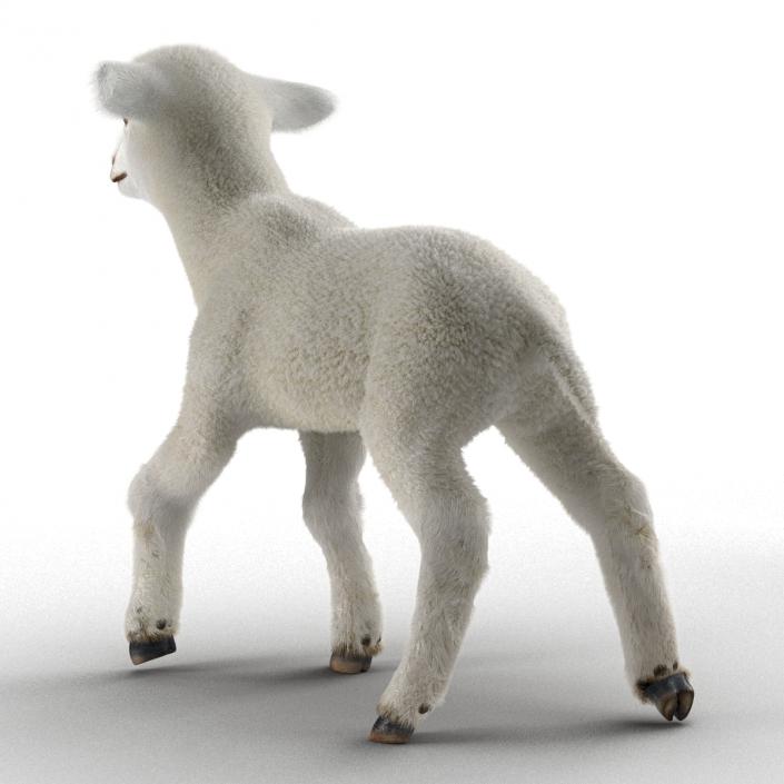 3D model Lamb Rigged with Fur