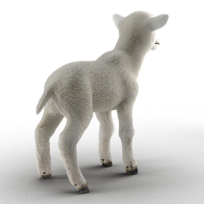 3D model Lamb Rigged with Fur