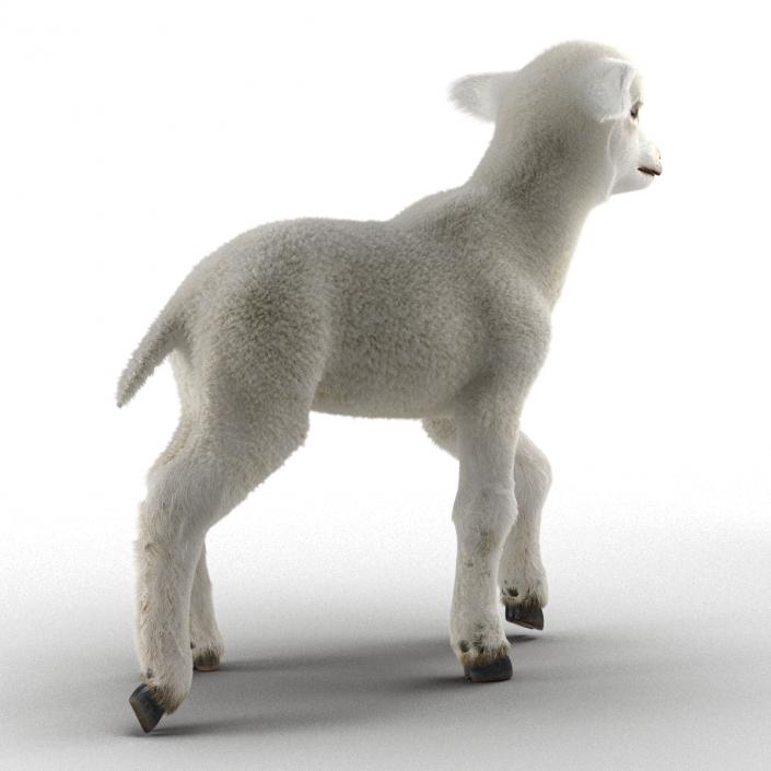 3D model Lamb Rigged with Fur