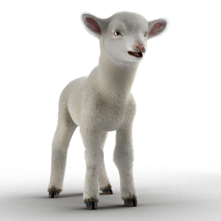 3D model Lamb Rigged with Fur