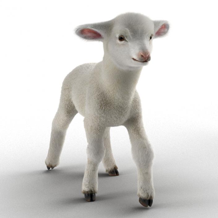 3D model Lamb Rigged with Fur