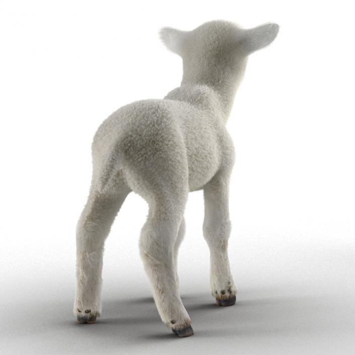 3D model Lamb Rigged with Fur