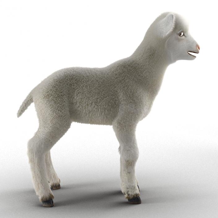 3D model Lamb Rigged with Fur