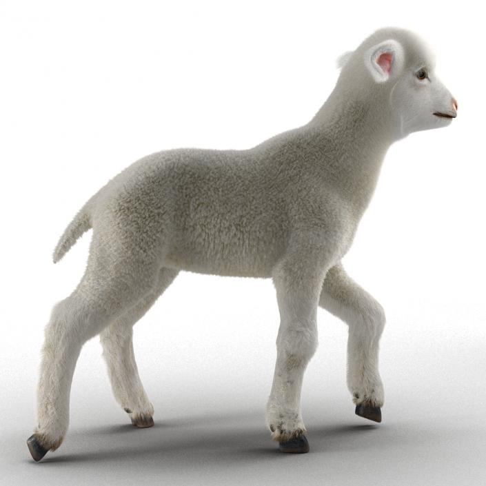 3D model Lamb Rigged with Fur