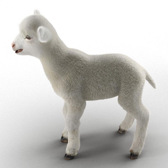 3D model Lamb Rigged with Fur