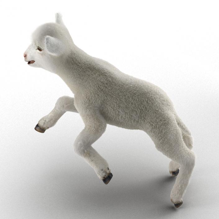 3D model Lamb Rigged with Fur