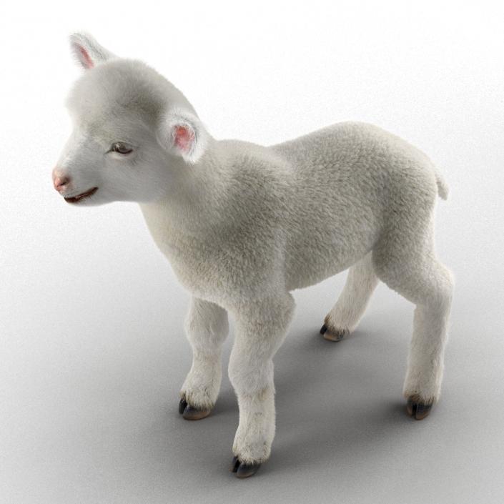 3D model Lamb Rigged with Fur