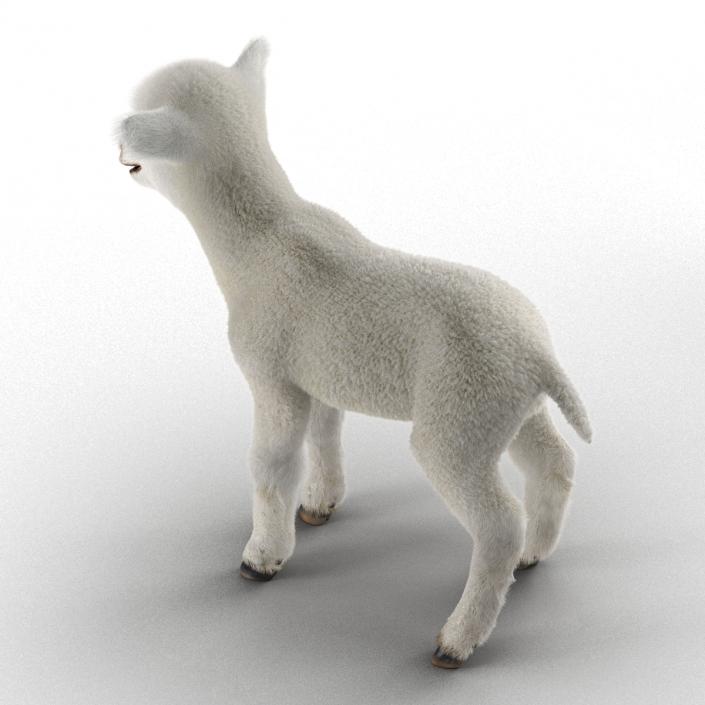 3D model Lamb Rigged with Fur