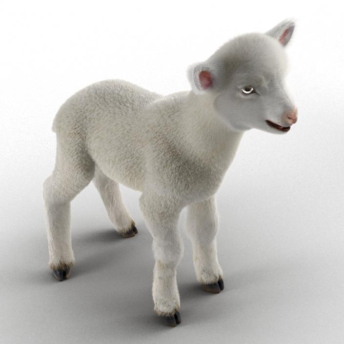 3D model Lamb Rigged with Fur