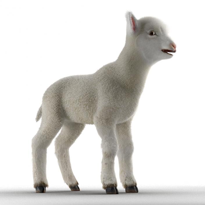 3D model Lamb Rigged with Fur