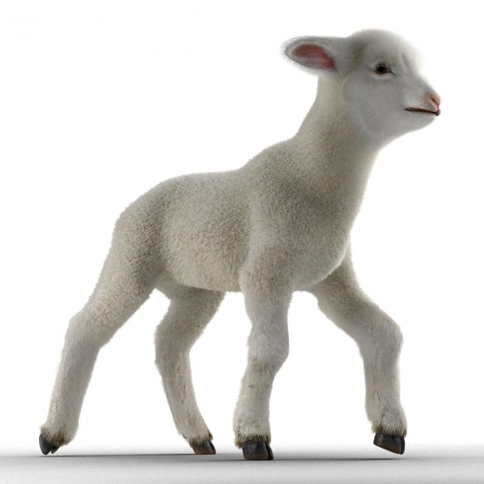 3D model Lamb Rigged with Fur