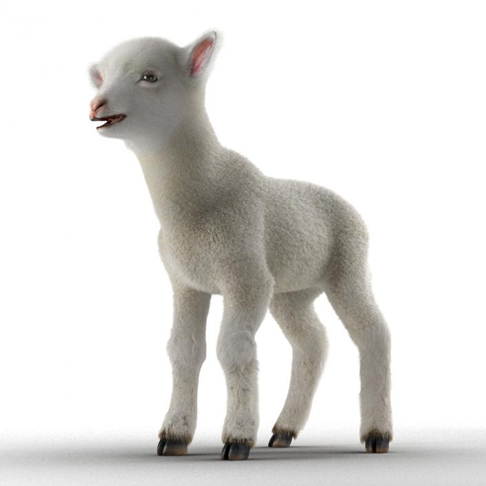 3D model Lamb Rigged with Fur