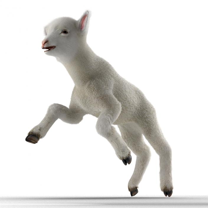 3D model Lamb Rigged with Fur