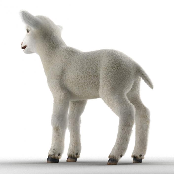 3D model Lamb Rigged with Fur