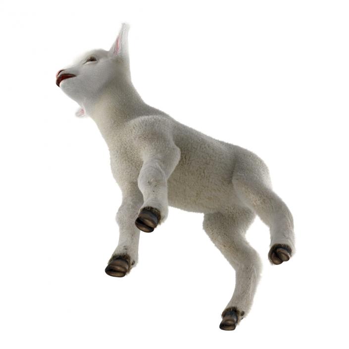 3D model Lamb Rigged with Fur