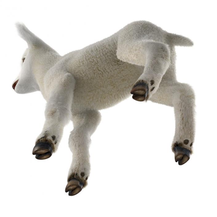 3D model Lamb Rigged with Fur