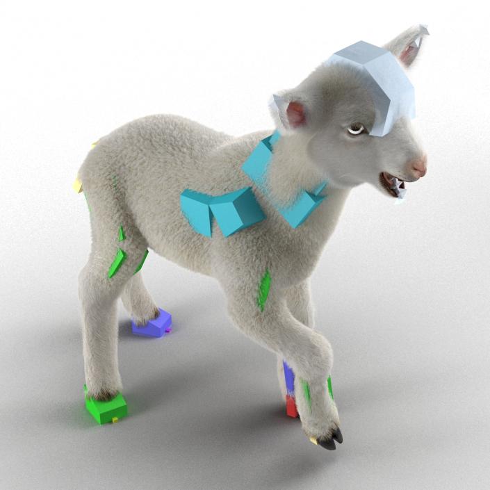 3D model Lamb Rigged with Fur