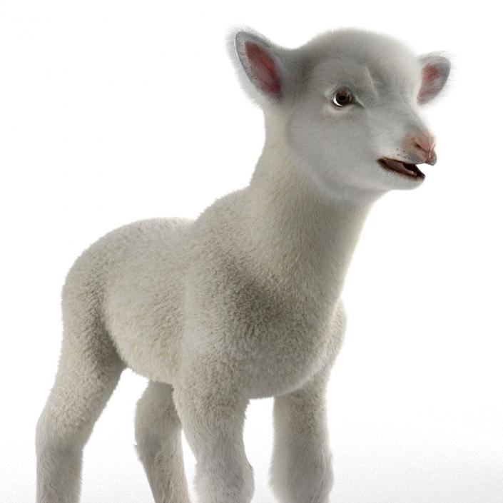 3D model Lamb Rigged with Fur