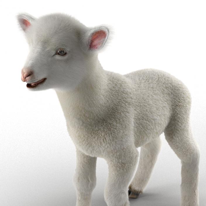 3D model Lamb Rigged with Fur