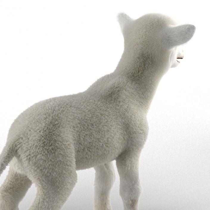 3D model Lamb Rigged with Fur