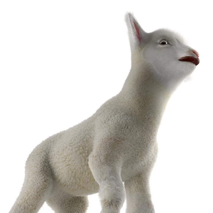 3D model Lamb Rigged with Fur