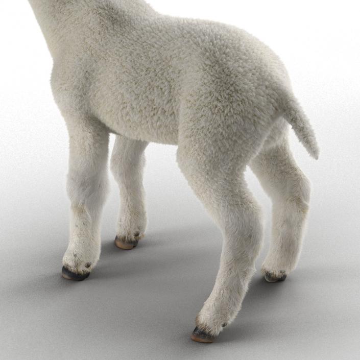 3D model Lamb Rigged with Fur