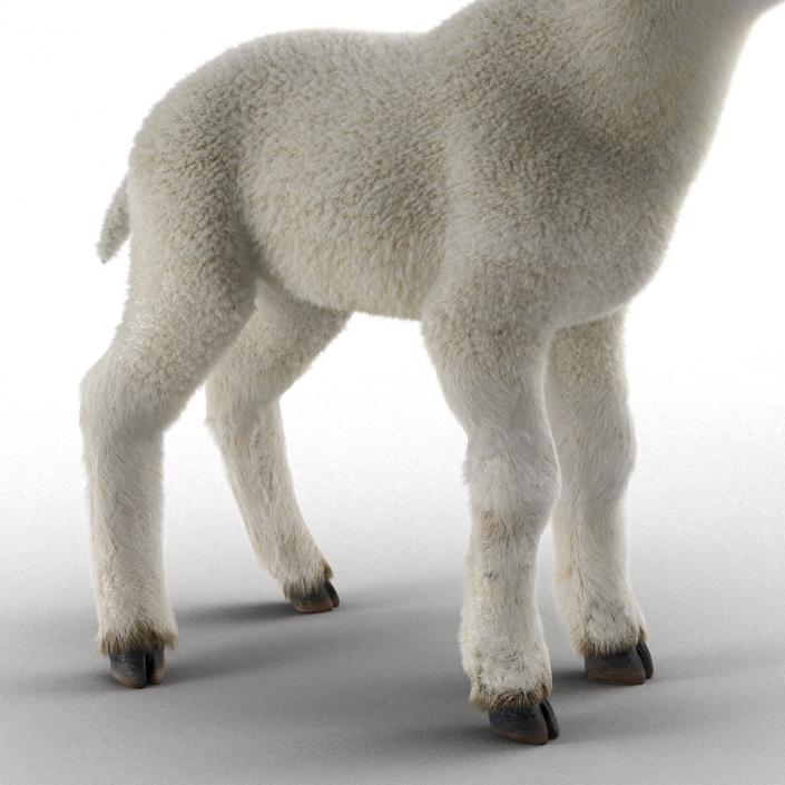 3D model Lamb Rigged with Fur