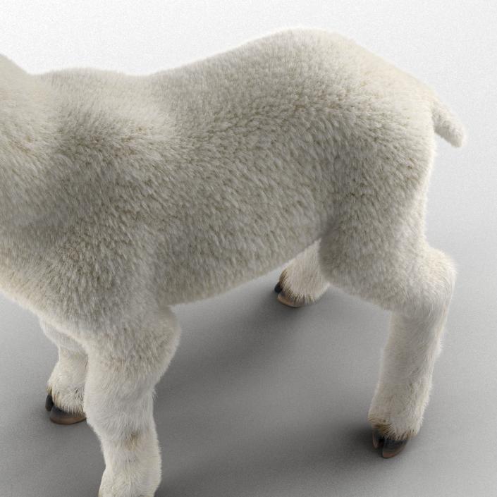 3D model Lamb Rigged with Fur