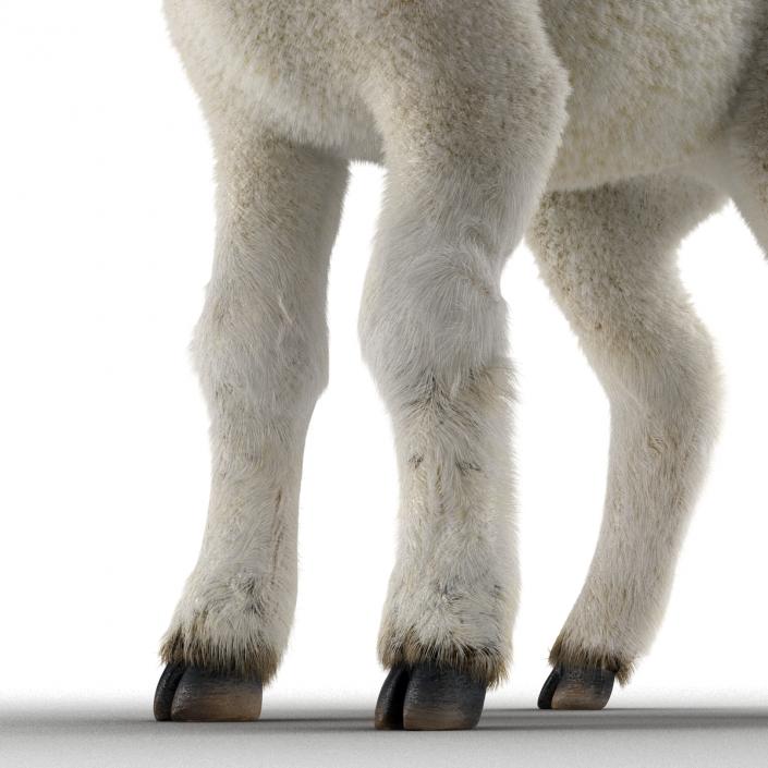 3D model Lamb Rigged with Fur