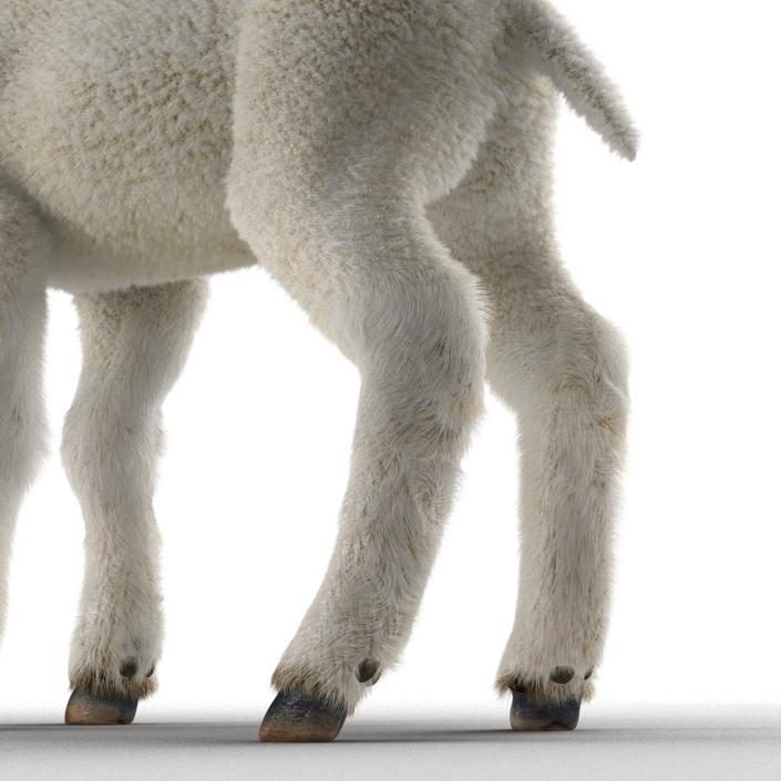 3D model Lamb Rigged with Fur