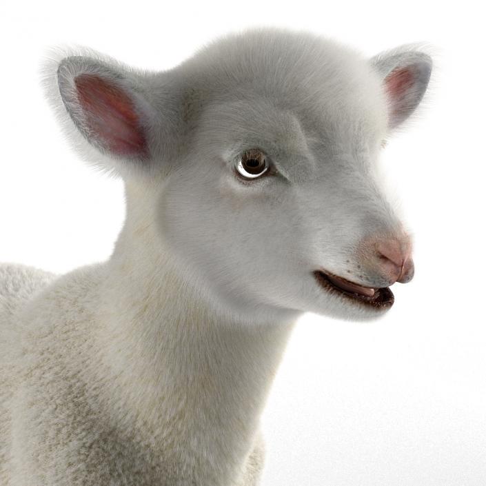 3D model Lamb Rigged with Fur