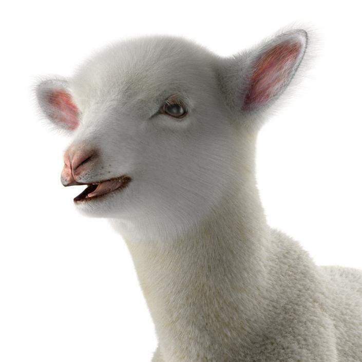 3D model Lamb Rigged with Fur