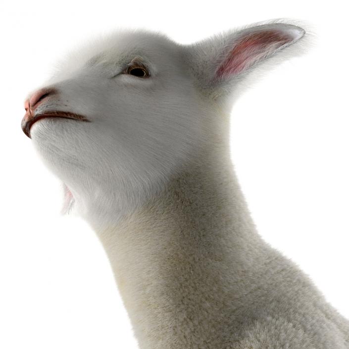 3D model Lamb Rigged with Fur