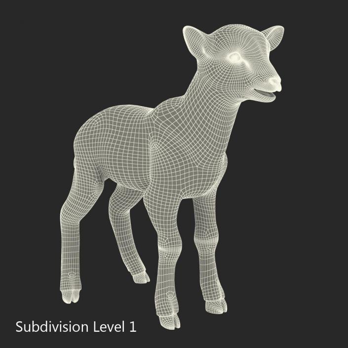 3D model Lamb Rigged with Fur